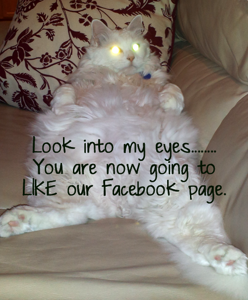 catgeist